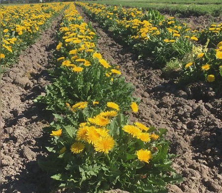 Field of Dandelions