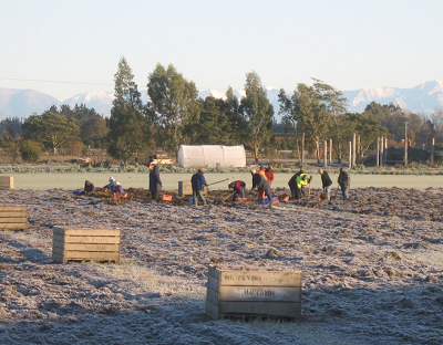 Harvesting the dandelion roots in late autumn